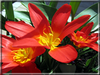 foto Tulipani